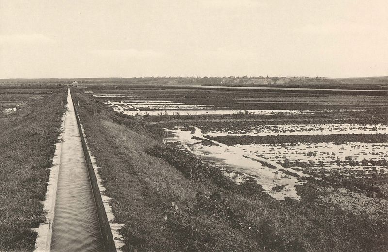 Люблинские поля орошения. Разводная  и оросительная канавы. Фото начала ХХ века
