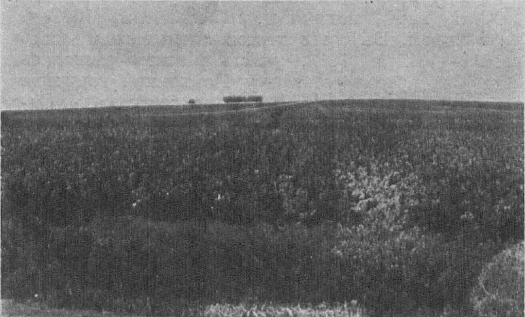 Вид на Поклонную гору от Кутузовской избы. Фото 1912 года. Нитка дороги, уходящей из города, рядок деревьев у вершины... С этой стороны она даже и холмом не смотрелась